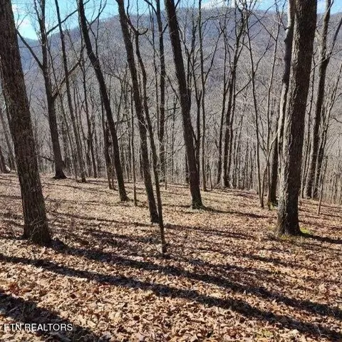 Racoon Lane, Pioneer, TN 37847