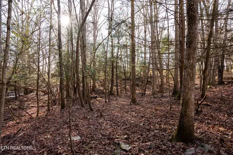 Bowater Rd, Deer Lodge, TN 37726 photo 29