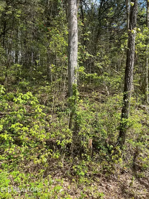 2 Bear Creek Road, New Tazewell, TN 37825