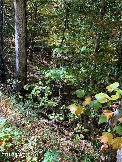 Laurel Rd, Townsend, TN 37882 photo 5