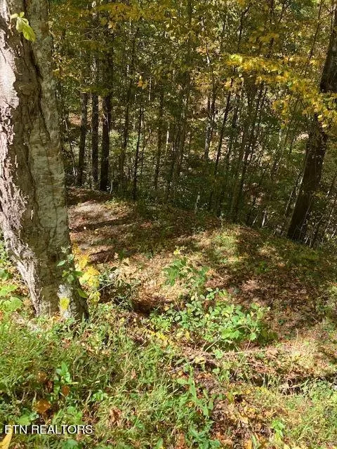 Laurel Rd, Townsend, TN 37882 photo 3