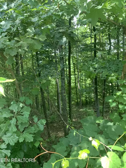 Bobcat Tr, Caryville, TN 37714