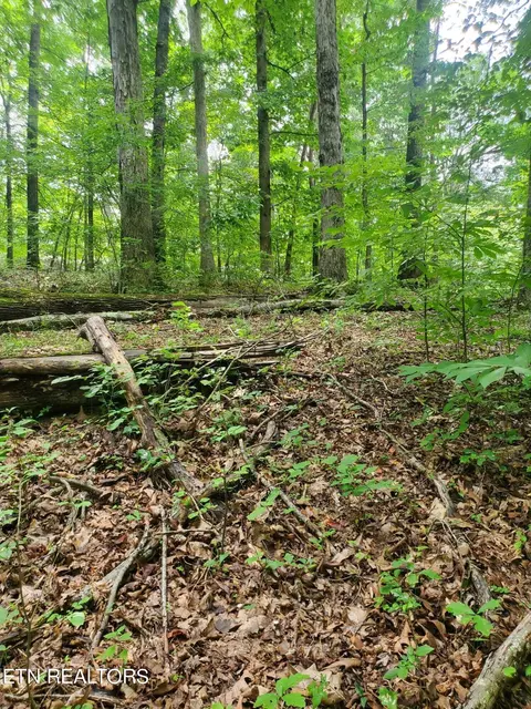 N. Shorewood Lane, Caryville, TN 37714