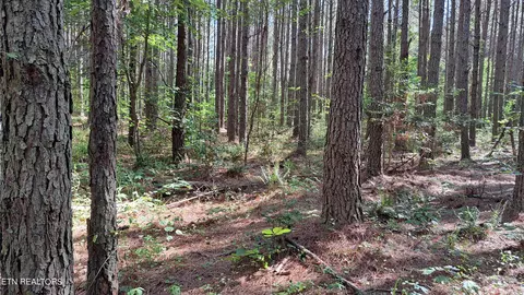 Airport Rd - Lot 12, Rockwood, TN 37854