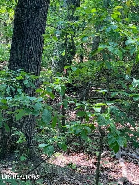 Goose Creek Rd, Seymour, TN 37865