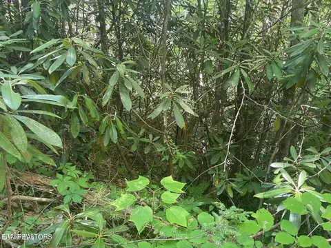 lot89 Sycamore St, Sevierville, TN 37876