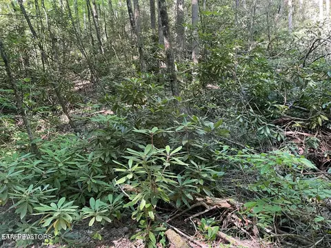 lot7 Sycamore St, Sevierville, TN 37876