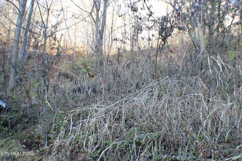 Other - 640 Nettleton Rd, Harrogate, TN 37752 photo 9 of 9
