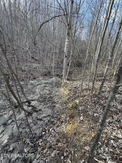 Grape Rough Rd, Oneida, TN 37841 photo 13