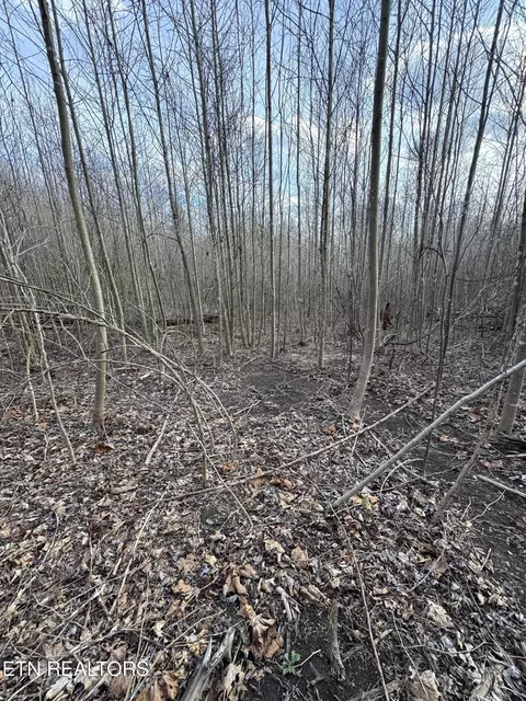 Grape Rough Rd, Oneida, TN 37841 photo 19