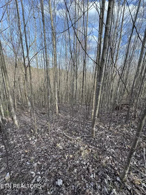 Grape Rough Rd, Oneida, TN 37841 photo 15