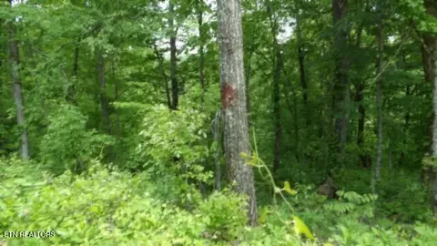 lot176 Rock Springs Rd, Celina, TN 38551