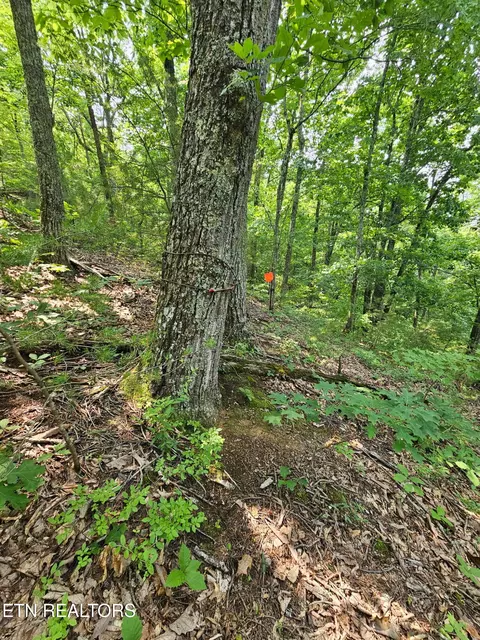 Sharp Rd, Sevierville, TN 37876 photo 10