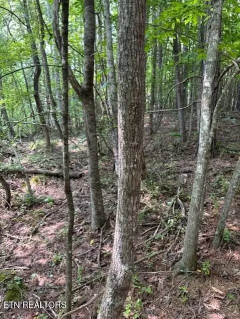 Indigo Bunting Drive, Harriman, TN 37748