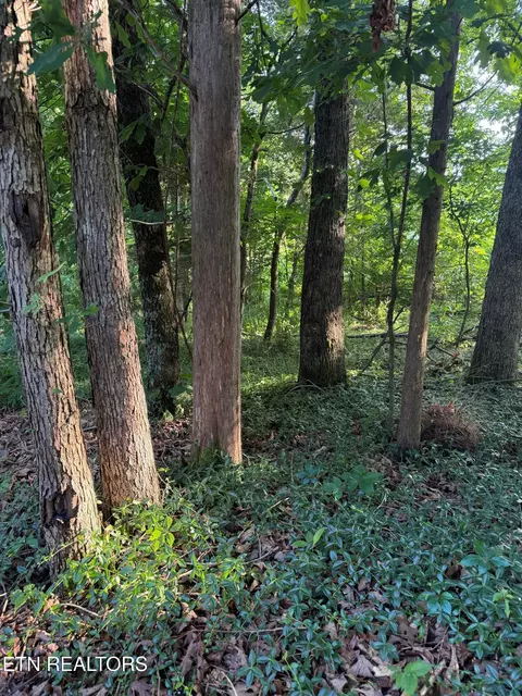 lot8 Catoosa Woods Dr, Lancing, TN 37770