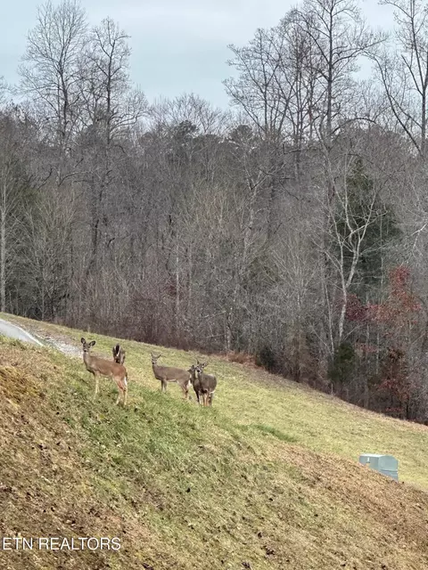 501 Cedar Gate Ln, La Follette, TN 37766