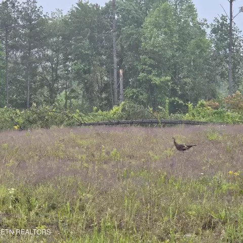 6 68 Ac W Robbins Rd, Robbins, TN 37852