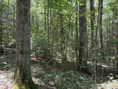 Rob Watson Rd, Oneida, TN 37841 photo 6