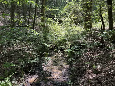 Rob Watson Rd, Oneida, TN 37841 photo 8