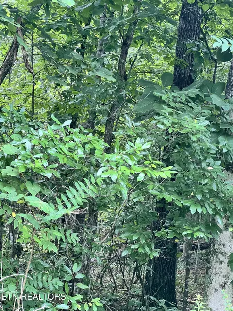 lot10 Wiley Prigmore Ln, Decatur, TN 37322
