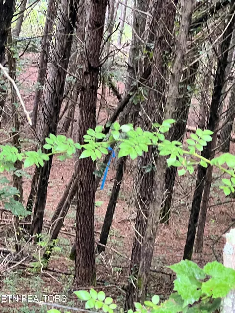 lot5 Willie Promore Rd, Decatur, TN 37322