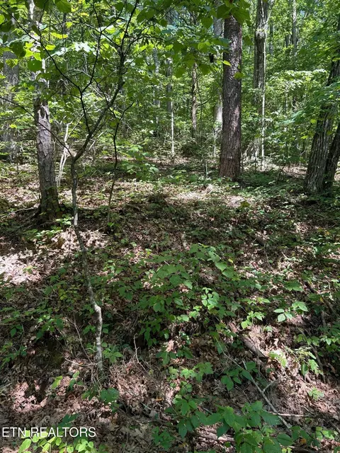 Laurel Mountain Circle, Madisonville, TN 37354