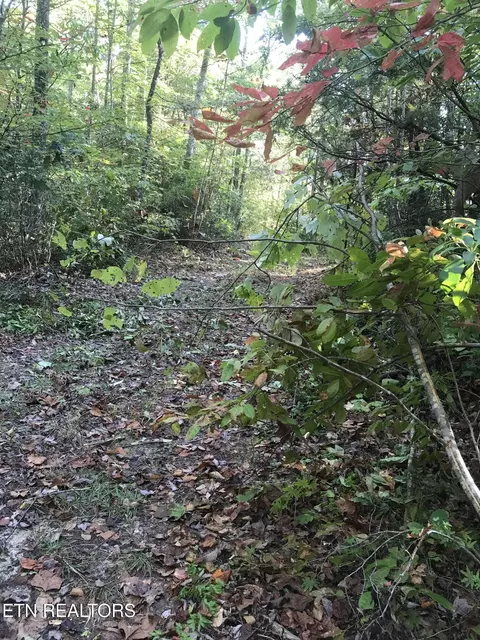 Rob Watson Rd, Oneida, TN 37841 photo 24