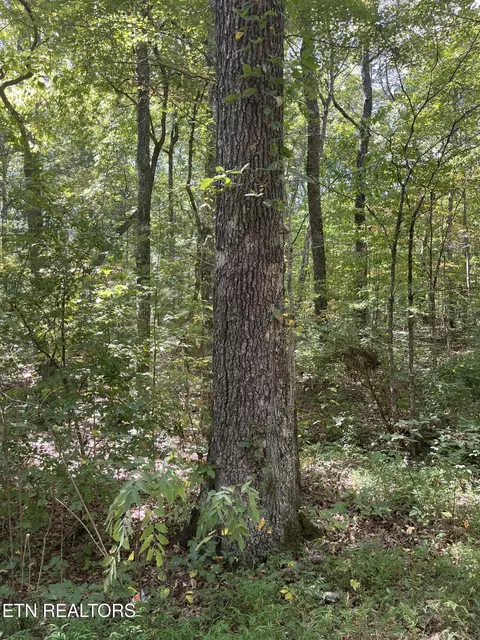 589 Barney Creek Rd, Tellico Plains, TN 37385