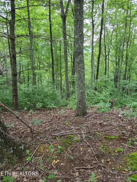 399 Cooper Rd, Vonore, TN 37885 photo 7
