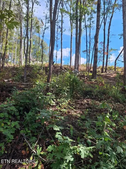 Old Cave Springs Rd, Tazewell, TN 37879