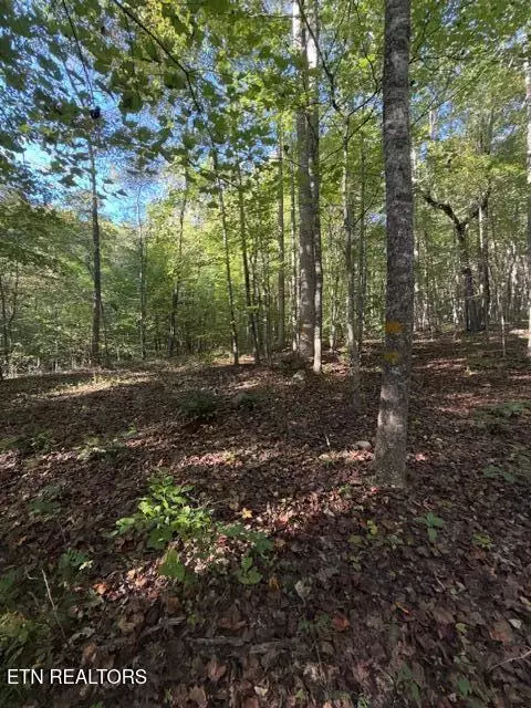 739 Dry Branch Rd, Ewing, VA 24248 photo 28