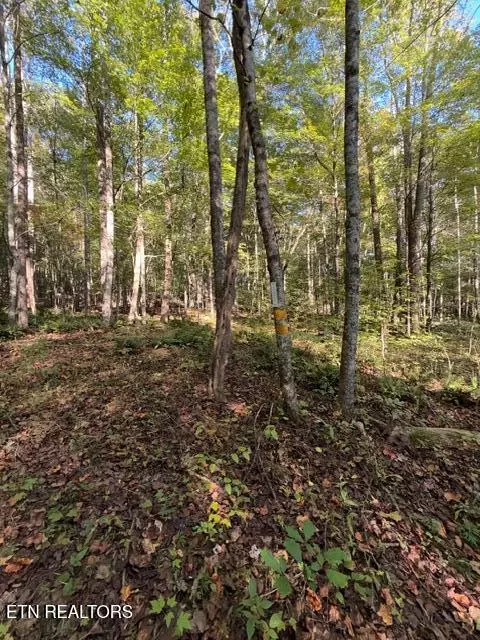 739 Dry Branch Rd, Ewing, VA 24248 photo 24