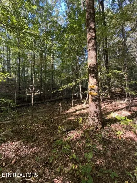 739 Dry Branch Rd, Ewing, VA 24248 photo 29