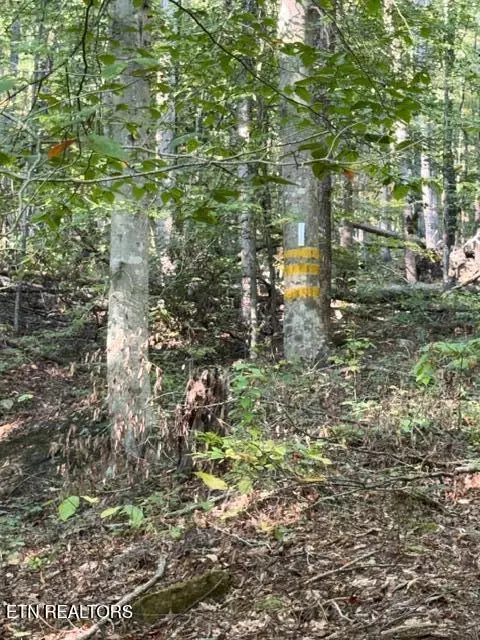 739 Dry Branch Rd, Ewing, VA 24248 photo 30