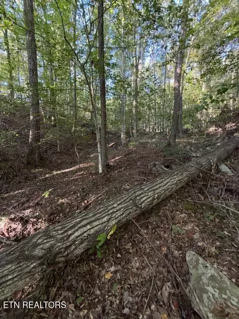 739 Dry Branch Rd, Ewing, VA 24248 photo 32