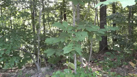 13 87ac Pleasant Cemetery Ln, Gainesboro, TN 38562