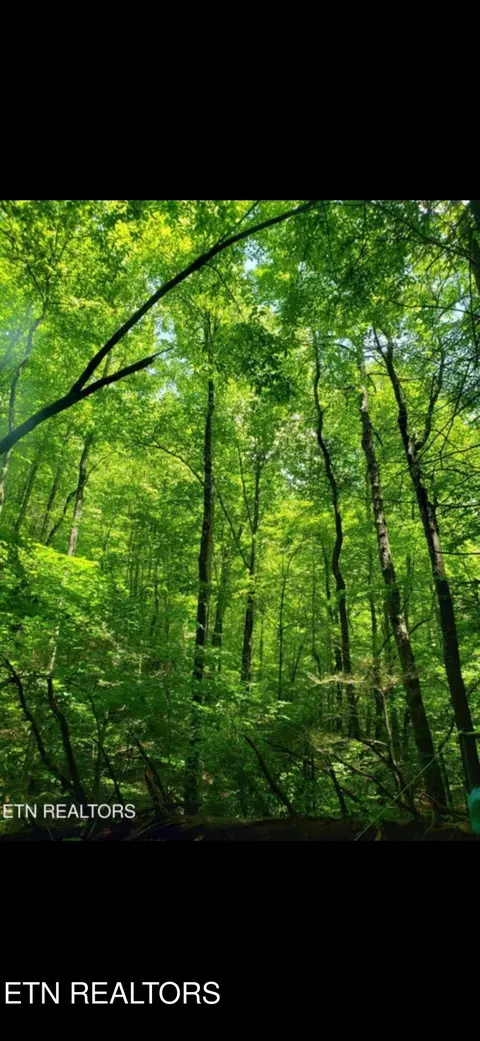 Watson Hollow Rd, Speedwell, TN 37870