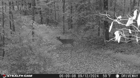 Smith Mountain Rd, Rockwood, TN 37854