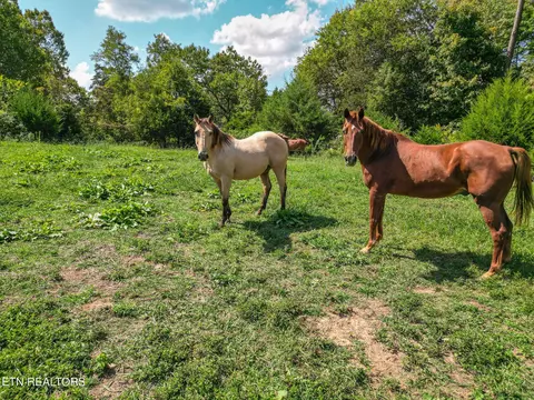 2733 Shipe Rd, Mascot, TN 37806