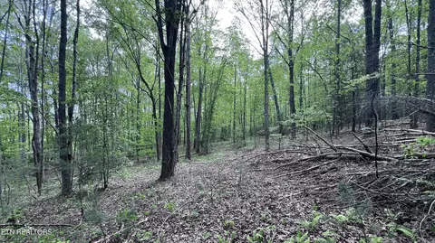 391 Ridge Rd, Lancing, TN 37770 photo 3