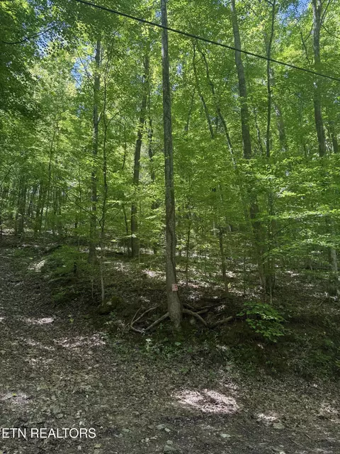 White Oak Lane, Caryville, TN 37714