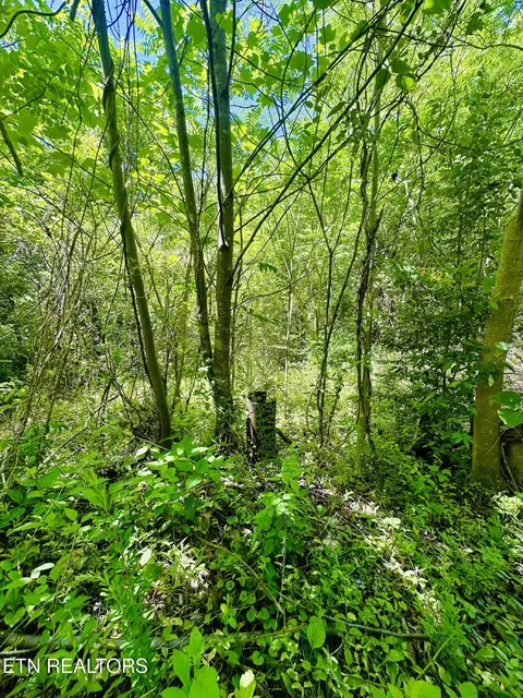 stoney fork rd, Caryville, TN 37714