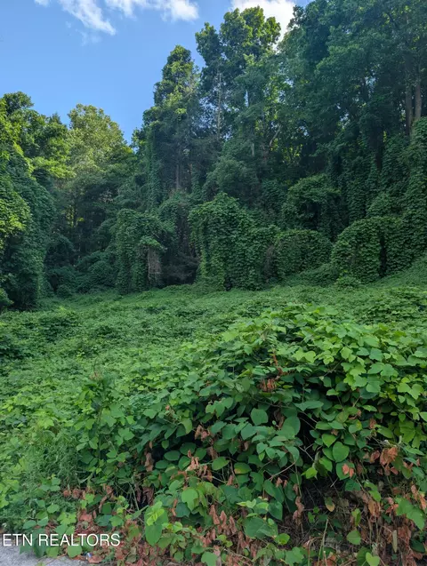 1577 Beans Fork Rd, Middlesboro, KY 40965 photo 2