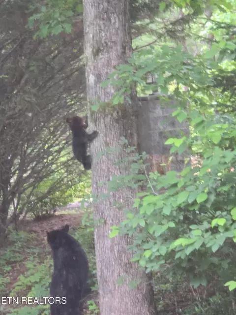 Other - 620 Hawk View Dr, Townsend, TN 37882 photo 9 of 12
