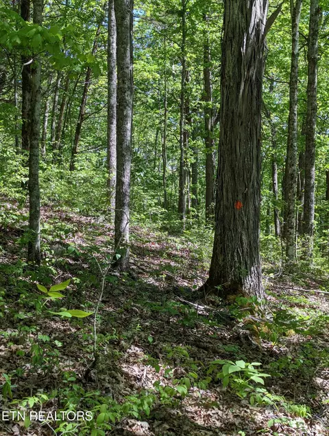 Cherokee Path, Jamestown, TN 38556