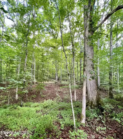 Eli Lane, Oneida, TN 37841 photo 6