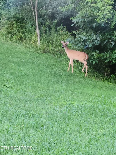 Other - 246 Nydeck Rd, Robbins, TN 37852 photo 7 of 9