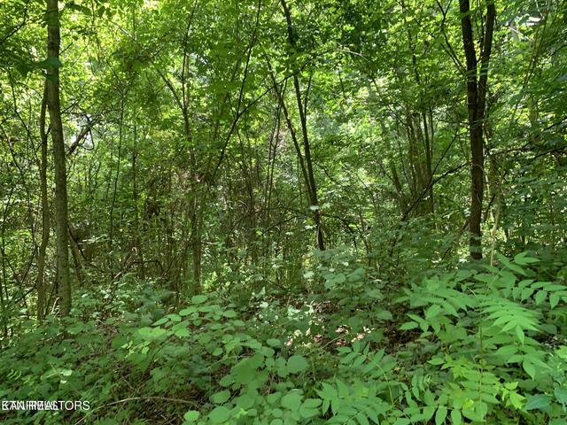 Cavalry Rd, New Tazewell, TN 37825
