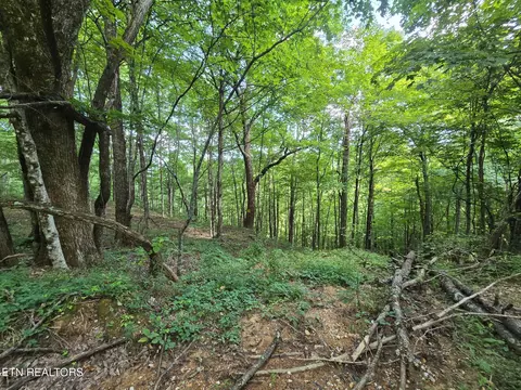 Stanley Creek, Oneida, TN 37841
