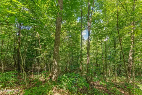 0 Capuchin Rd, Oneida, TN 37841 photo 19